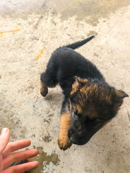 Свободна Немска Овчарка