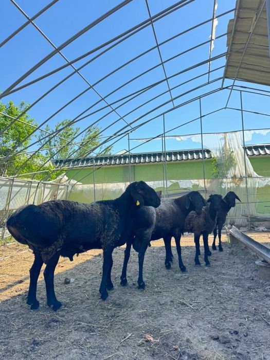 Кошкар, ұрықтық қошқар