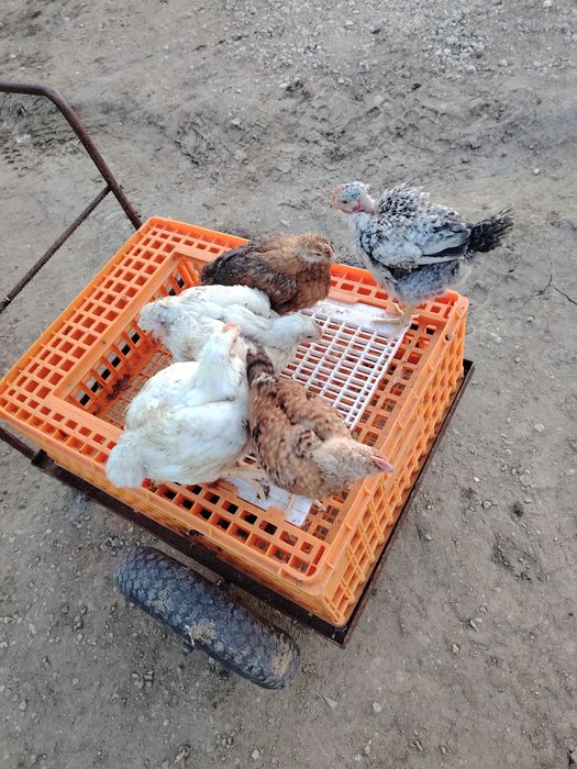 Pui albi de carne și rasa mixta