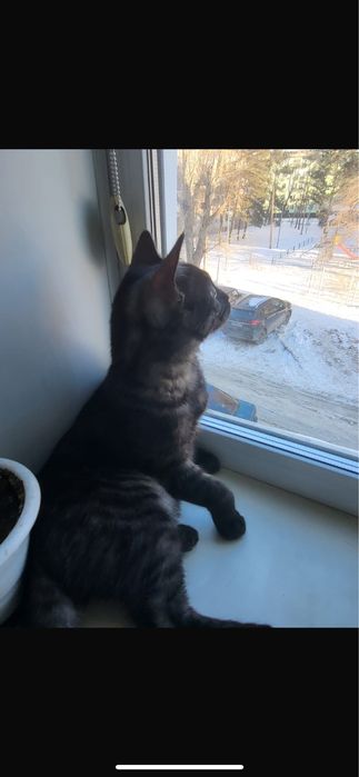 Ласковый кот в добрые руки !