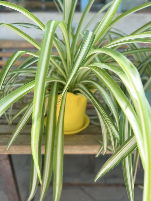 Цветы комнатные хлорофитумм. Сэт в 3 горшка.