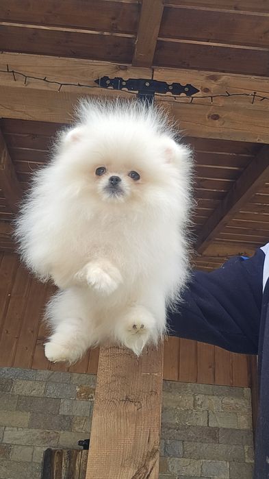 Мини Померан момче