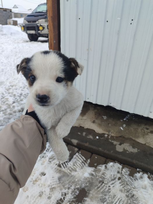 Продам щенят по 500 тг