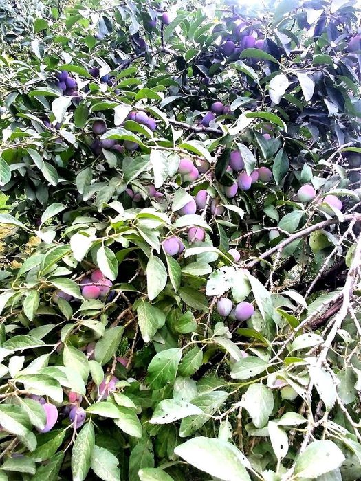 Бустонлик уй арзонга