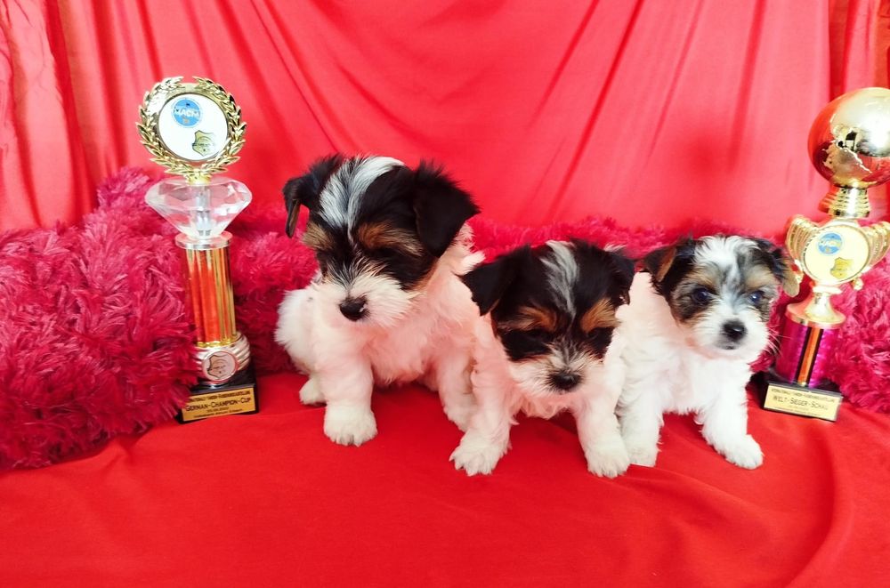 Очаровательные щенки бивера.