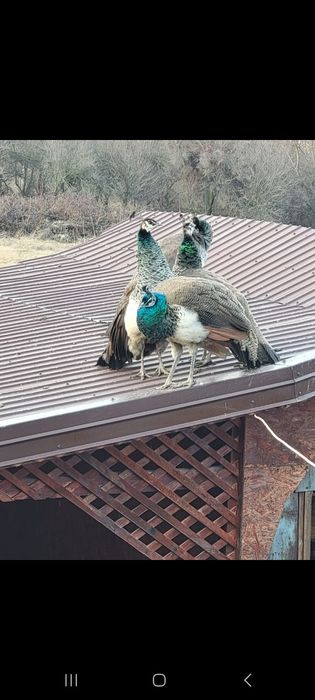 Păun India blue de 1 an