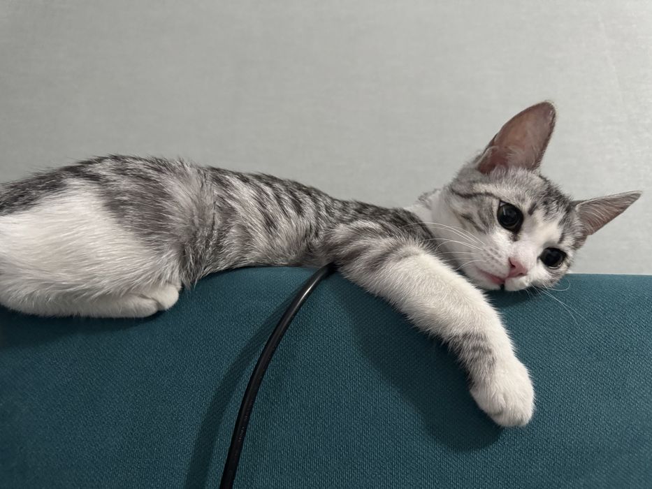 котенок скоттиш страйт мальчик со всеми вещами