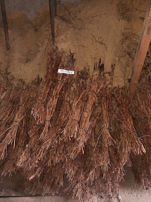 Butași Viță De Vie