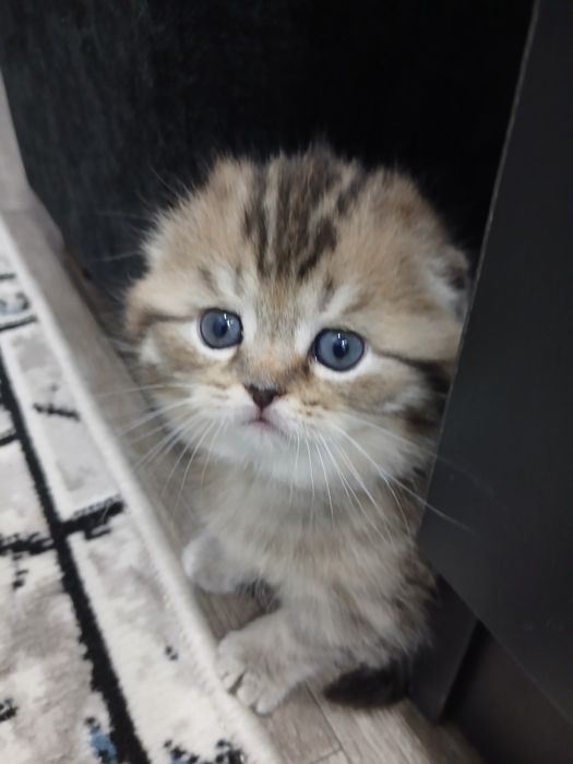 Продам катенка шатландский фолд