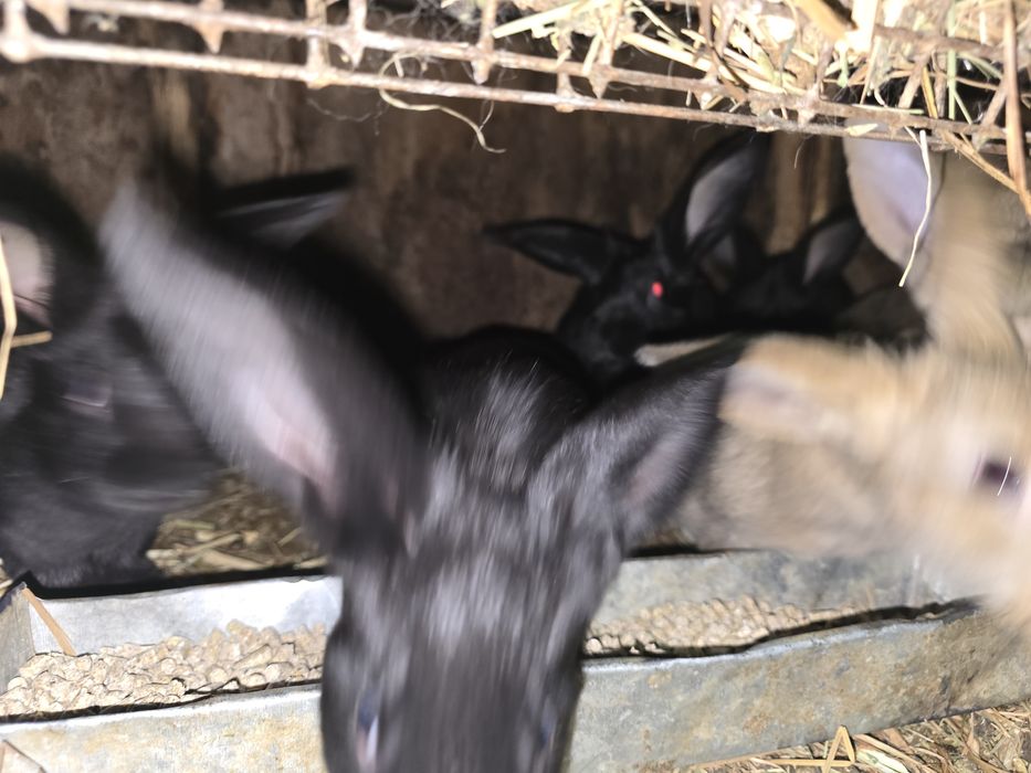 Продам крольчат 1.5 месяца и месяц