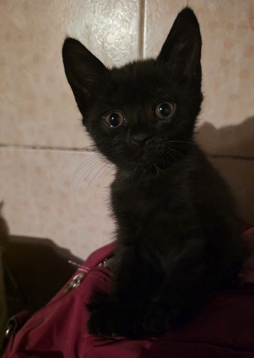 Отдам котят в добрые руки