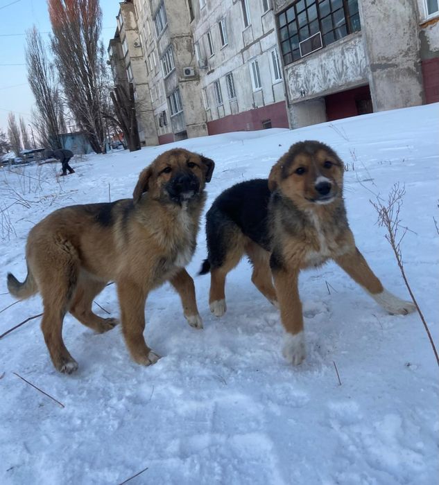 Дружные, весёлые, неразлучные.