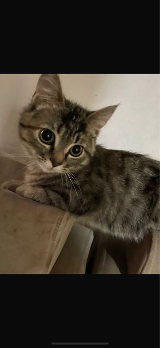 Кошечка домашняя