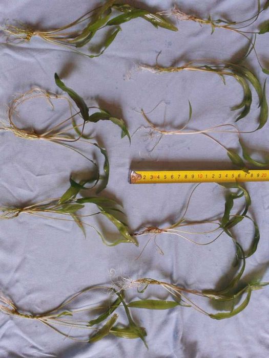 Аквариумни растения