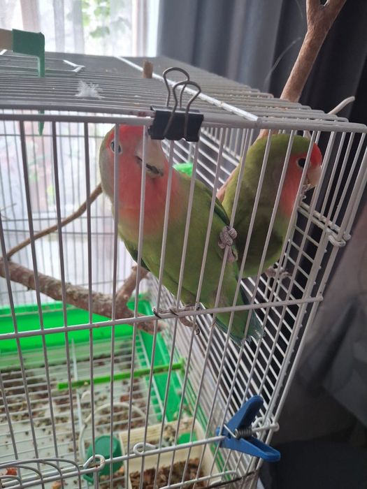Продам попугаев.