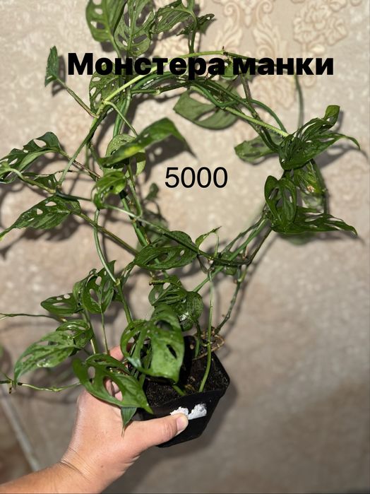 Панданус Криптантус,КРАССУЛА ГОЛЛУМ ,Монстера,Хойя,Сингониум