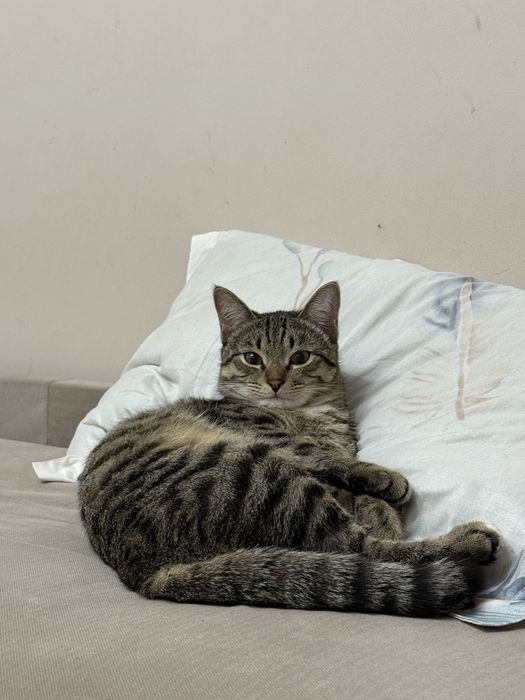 Пропал кот в Каскелене