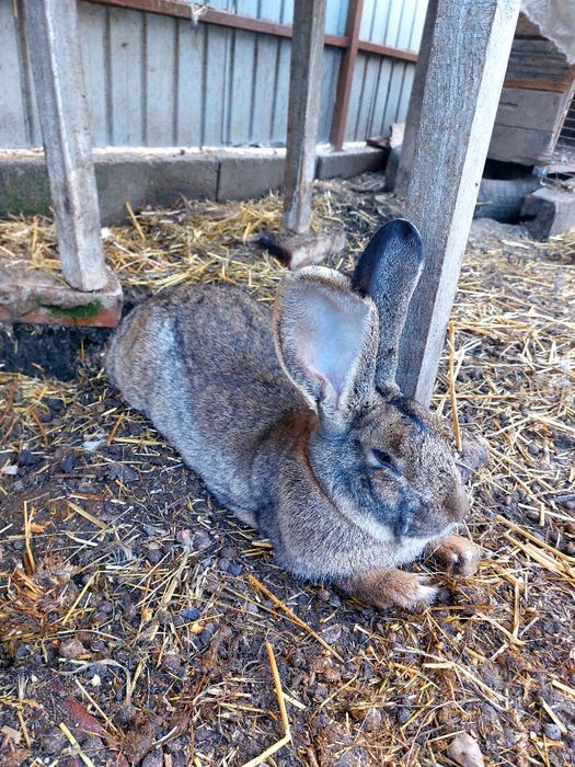 Iepure mascul Uriaș german