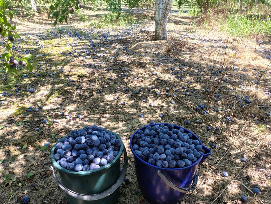 Prune Ciorăști pentru țuică de vanzare