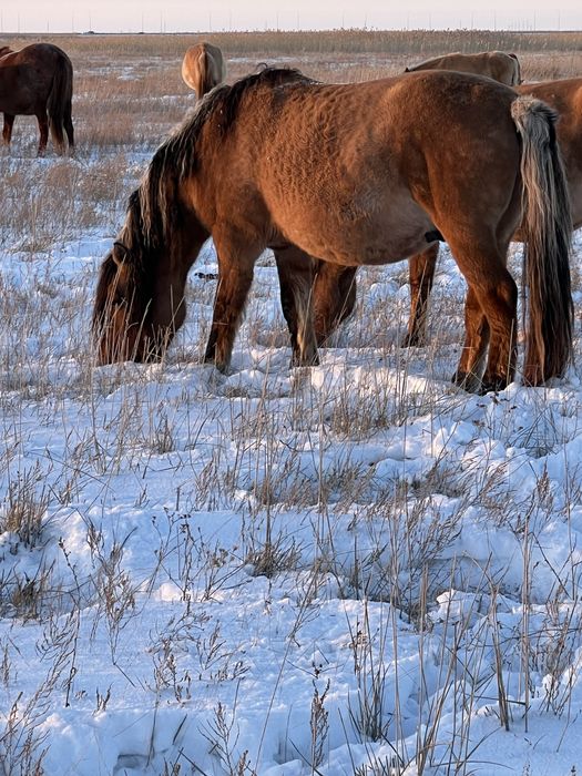 Осы айғырдың құлындары сатылады
