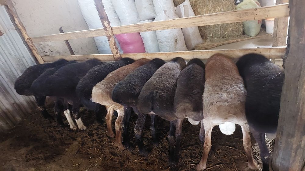 Qo'chqorlar sotiladi