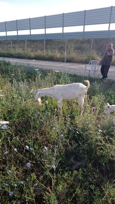 Продаётся козёл.