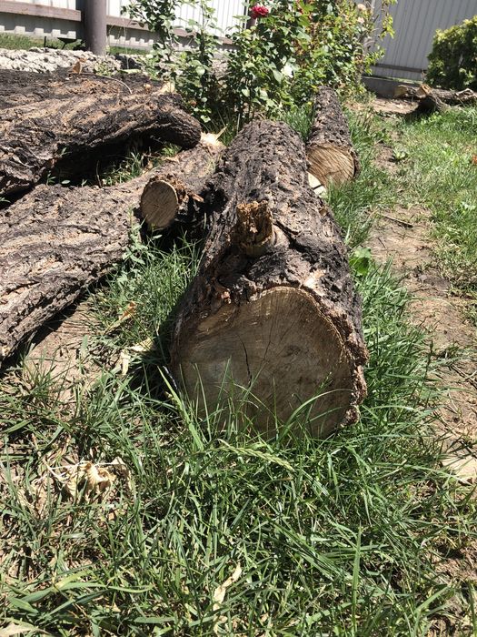 Карагач свежий срочно