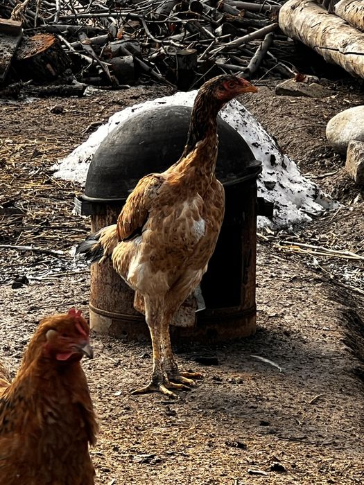 Дакан мекиендер сатылады срочно