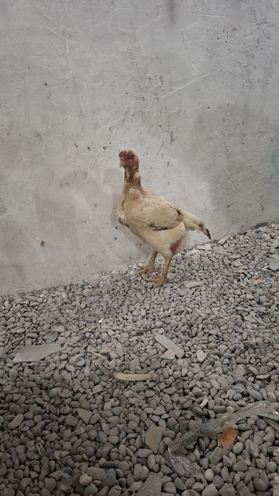 Сатылат 3 жылдык вес 4кг сена 10000