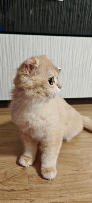 Золотая шиншилла фолд. .