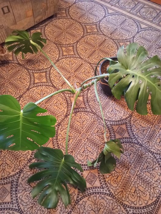 Продам монстера большая.