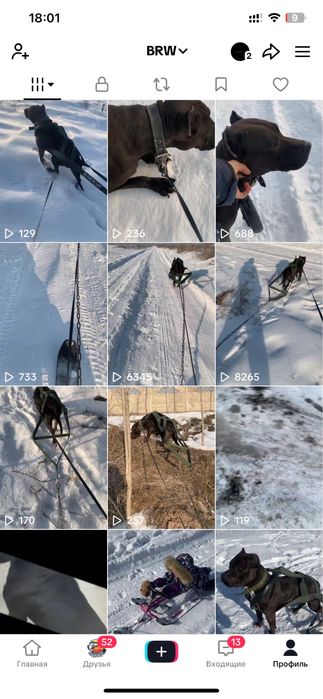 Вязка Американский Питбультертер