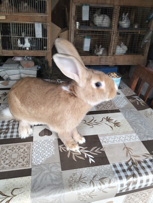 Iepuri hycole francez