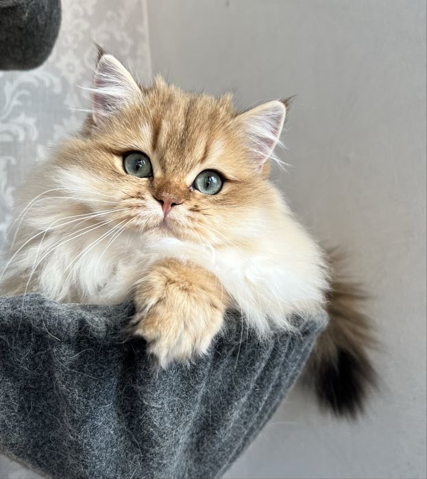 Motanel British golden cu pedigree