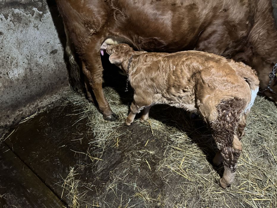 Vînd Tăuraș Limuzin