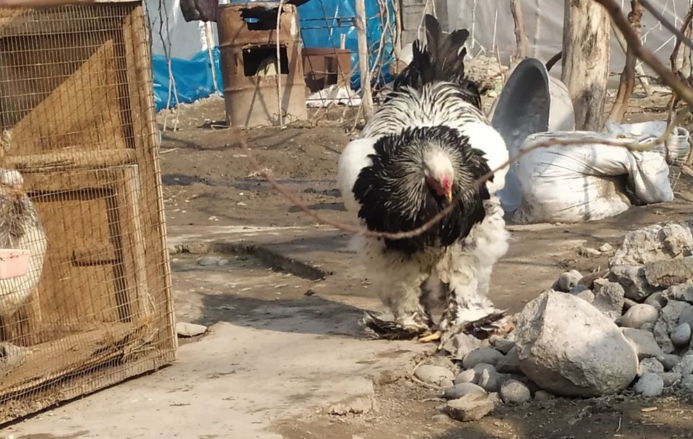 brama tomniy puh tochkali tovuqlari sotiladi zoti inshaallah