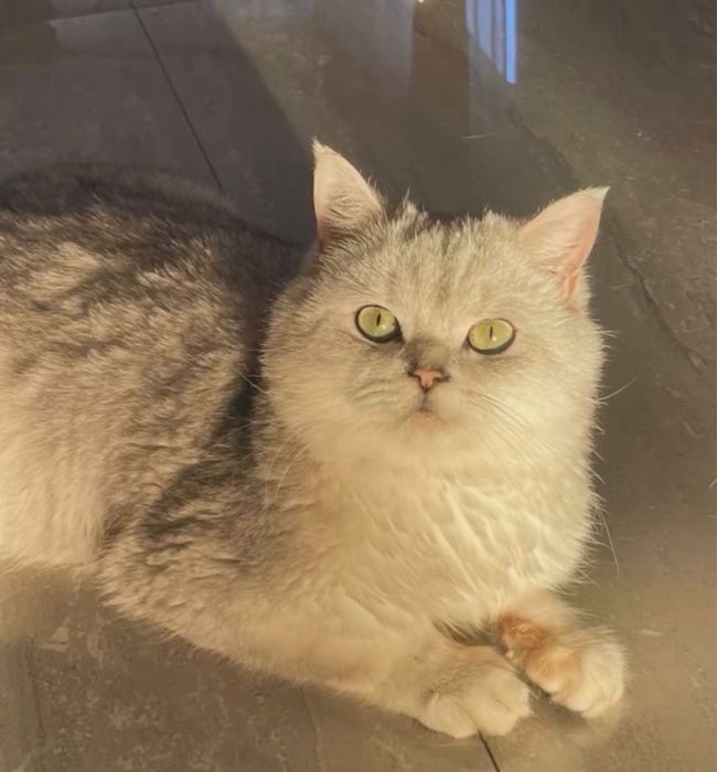 Motan scottish straight