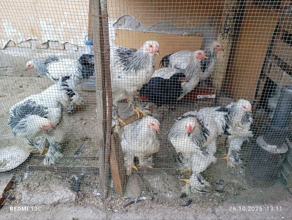 Brama Tovuq va Xorozlar sotiladi