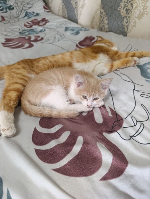 Гибрит мушук боласи сотилади.