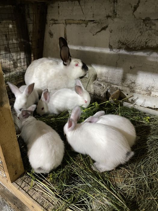 Продаются кролики.