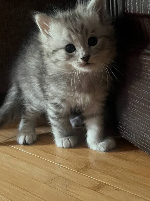 Котята Шотландца и Балинизийской сиамской кошки