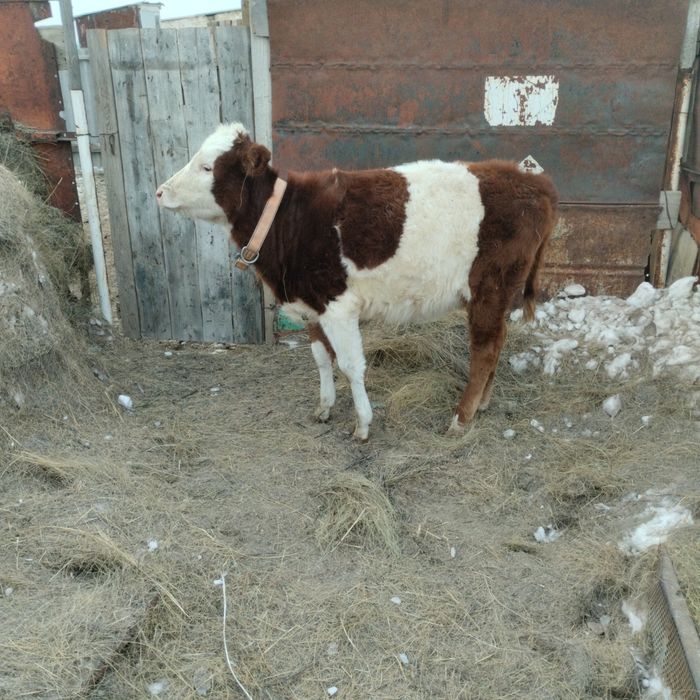 Ұрғашы баспақ сатылады