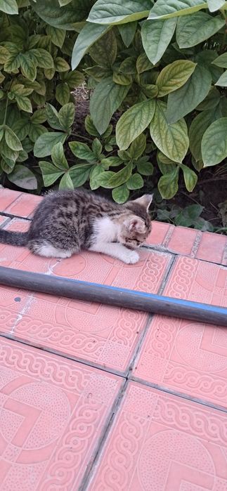 Продаются КОТЯТА