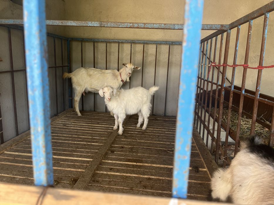 Орыс ешкі  екі лағы мен