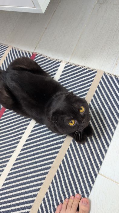 Кошка вислоухая Шотландия