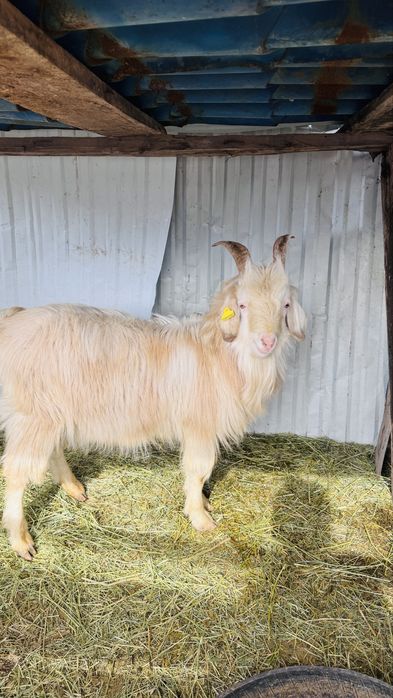 Продам козлов годовалые,молодые