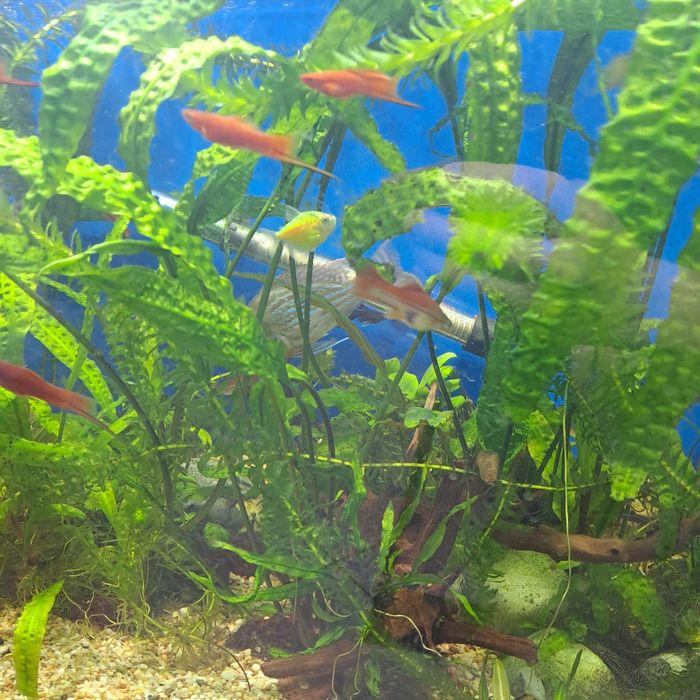 Продам рыбок меченосчев