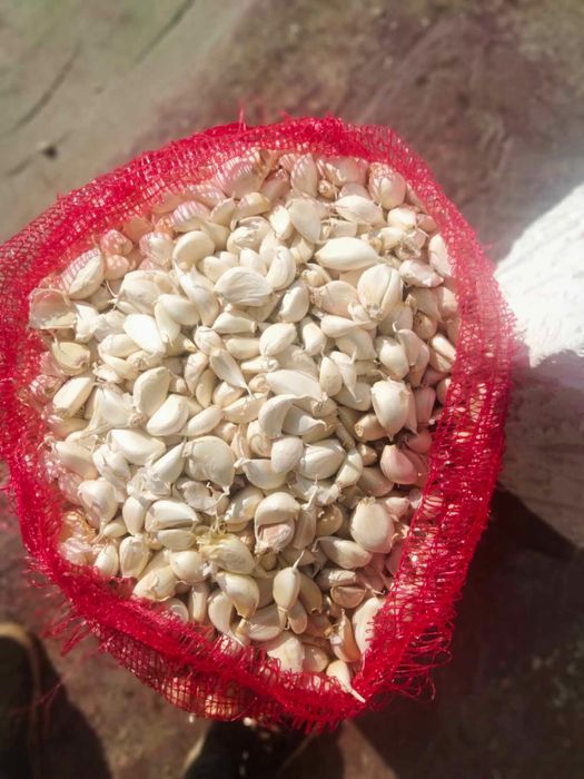 Vand catai de usturoi