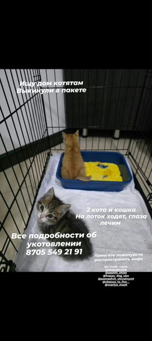 Отдам котиков и кошечку в добрые ручки.