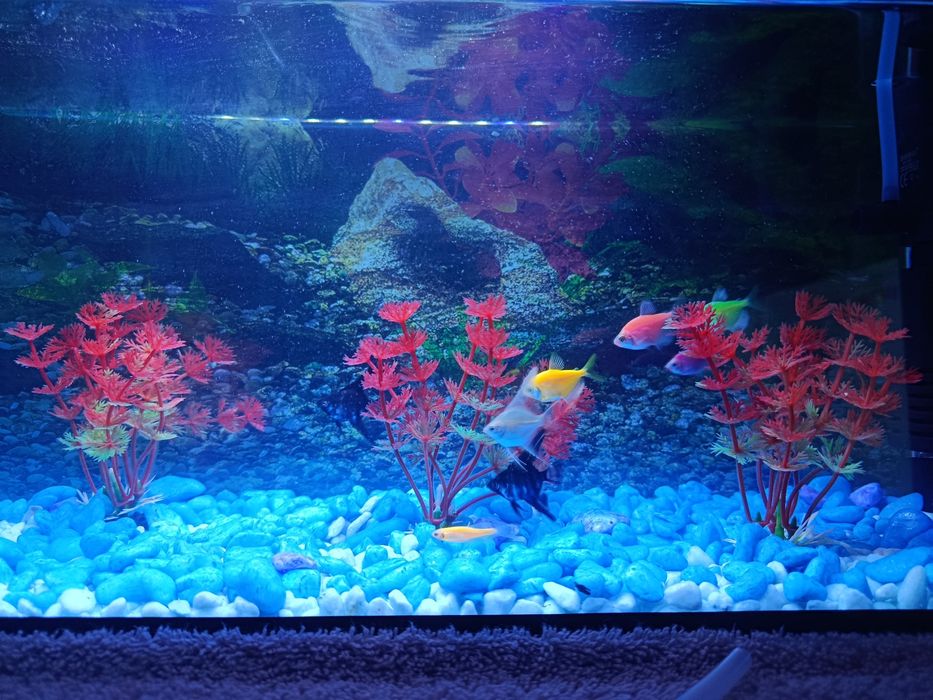 Akvarium sotiladi full komplekt срочно аквариум